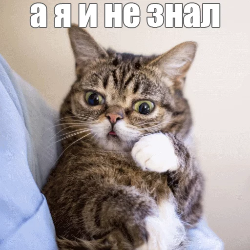 😐 Стикер «Lil_Bub» для Telegram