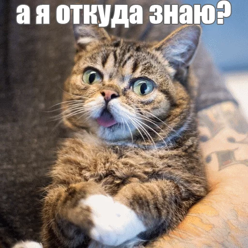 😮 Стикер «Lil_Bub» для Telegram