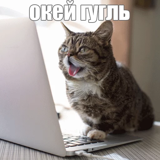 😄 Стикер «Lil_Bub» для Telegram