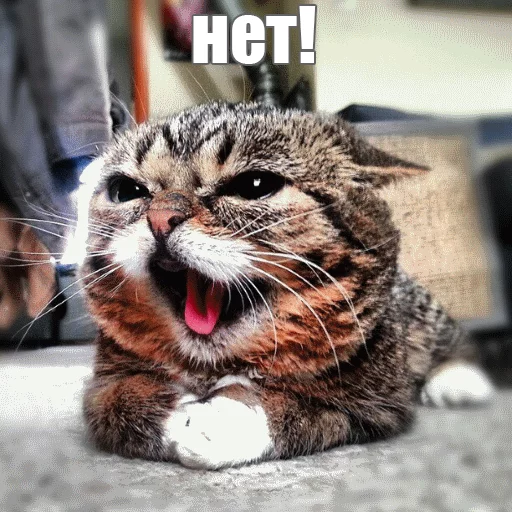 😡 Стикер «Lil_Bub» для Telegram