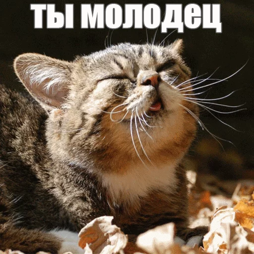 😊 Стикер «Lil_Bub» для Telegram