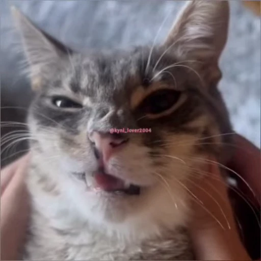 😳 Стикер «lil pussy» для Telegram