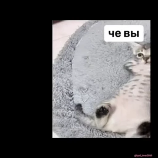 ☺️ Стикер «lil pussy» для Telegram