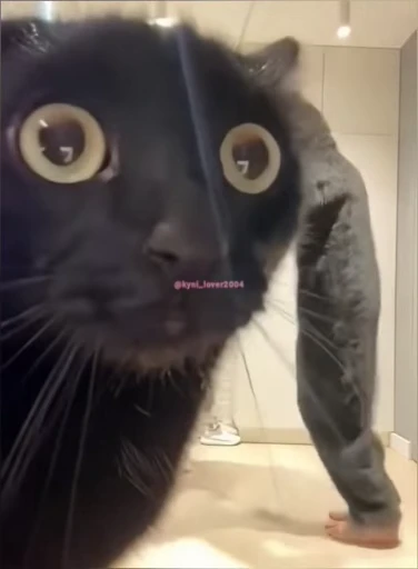 😨 Стикер «lil pussy» для Telegram