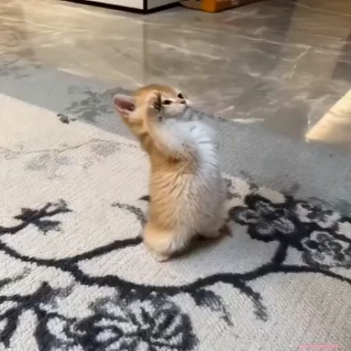 🫡 Стикер «lil pussy» для Telegram