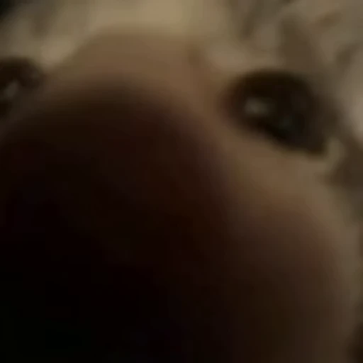 😽 Стикер «lil pussy» для Telegram