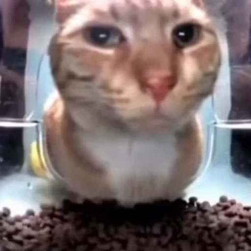 😳 Стикер «lil pussy» для Telegram