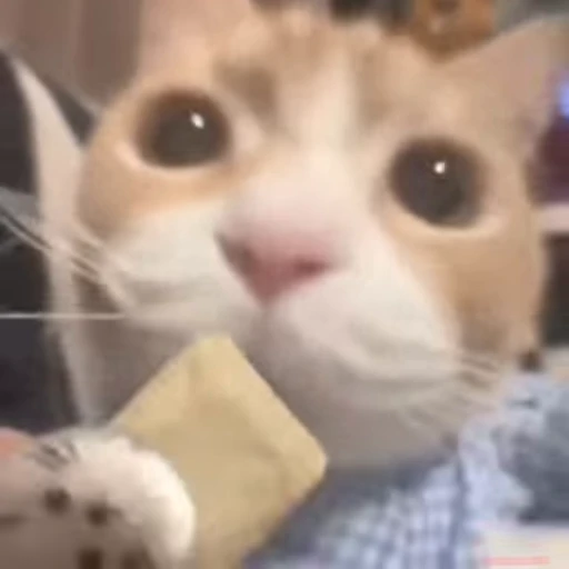 😋 Стикер «lil pussy» для Telegram