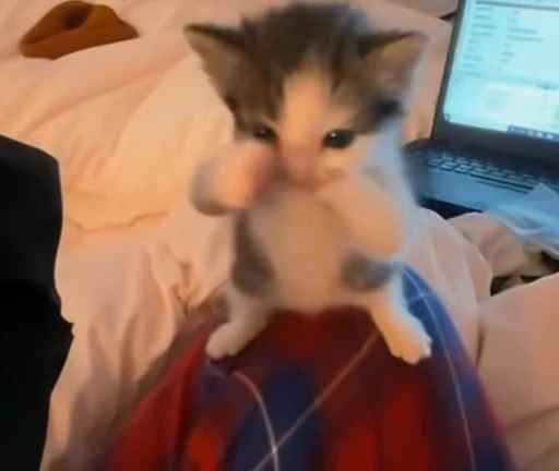 😬 Стикер «lil pussy» для Telegram
