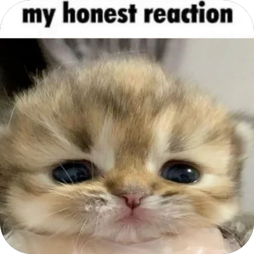 🫤 Стикер «lil pussy» для Telegram