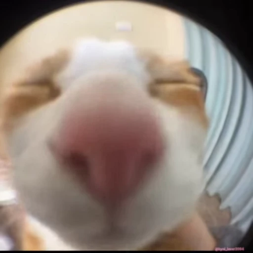 🤤 Стикер «lil pussy» для Telegram