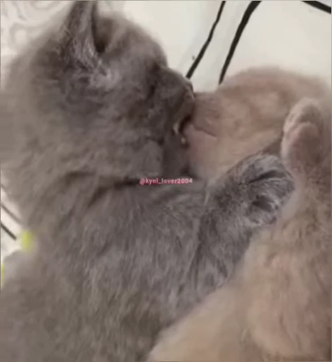 🥺 Стикер «lil pussy» для Telegram