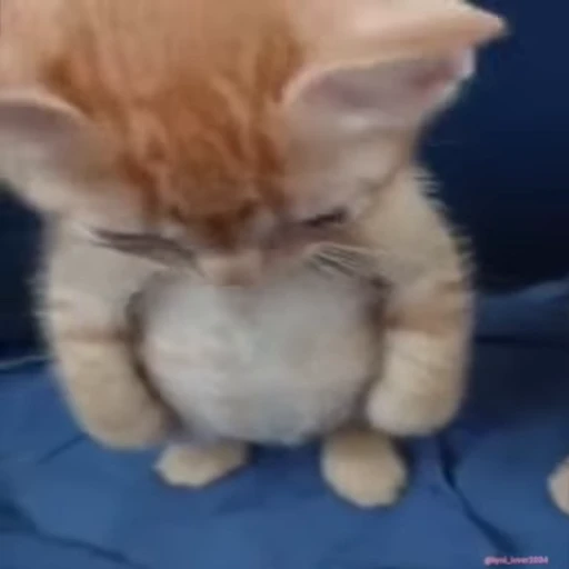 😠 Стикер «lil pussy» для Telegram