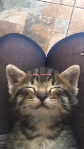 😴 Стикер «lil pussy» для Telegram