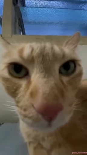 💋 Стикер «lil pussy» для Telegram