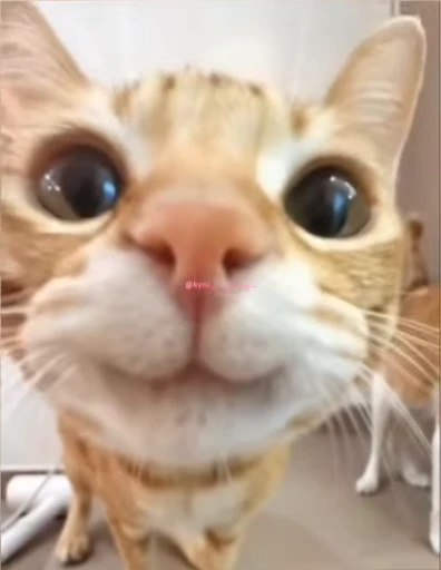 🙂 Стикер «lil pussy» для Telegram
