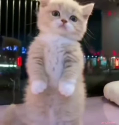 😣 Стикер «lil pussy» для Telegram