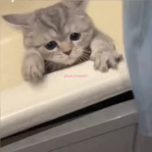 🥺 Стикер «lil pussy» для Telegram
