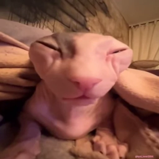 😑 Стикер «lil pussy» для Telegram