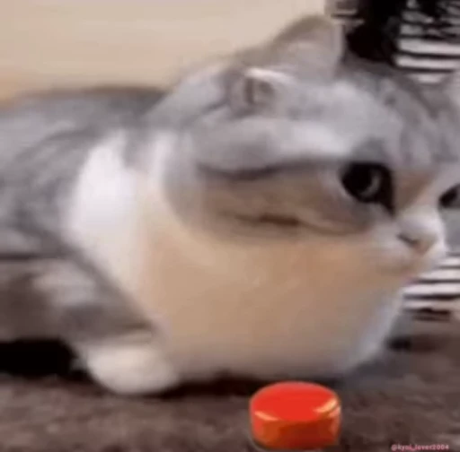 💥 Стикер «lil pussy» для Telegram