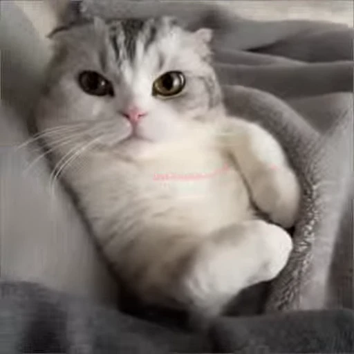 🛏 Стикер «lil pussy» для Telegram