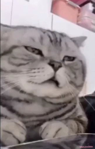 💀 Стикер «lil pussy» для Telegram