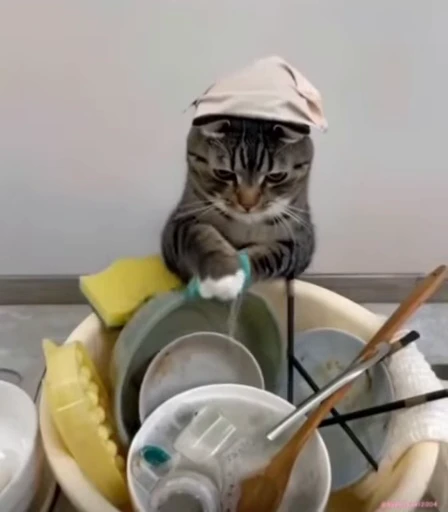 👩 Стикер «lil pussy» для Telegram