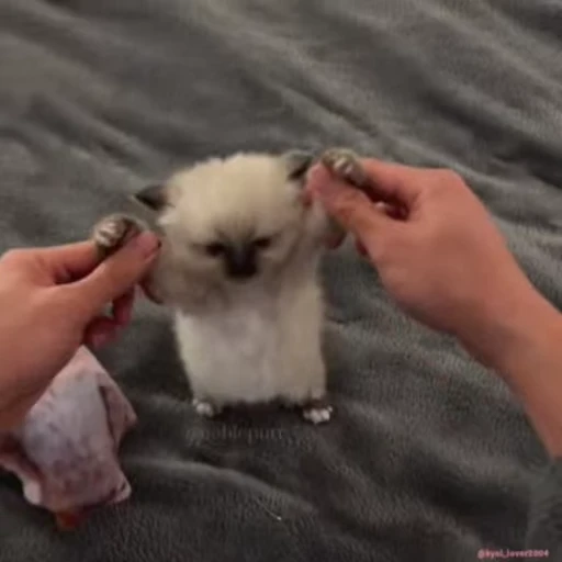 💃 Стикер «lil pussy» для Telegram