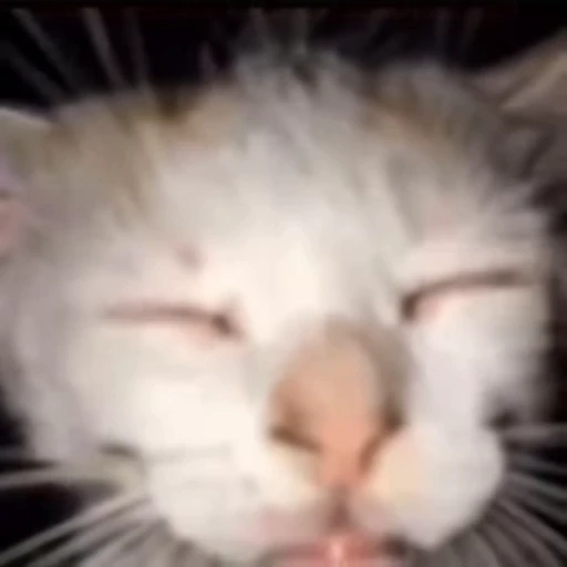 🥹 Стикер «lil pussy» для Telegram