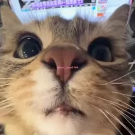 😚 Стикер «lil pussy» для Telegram