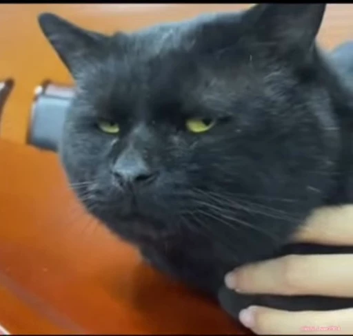 😔 Стикер «lil pussy» для Telegram