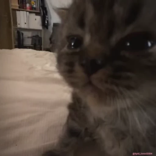 🥺 Стикер «lil pussy» для Telegram