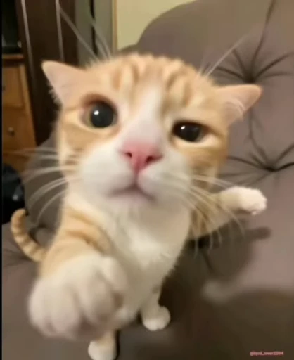 😡 Стикер «lil pussy» для Telegram