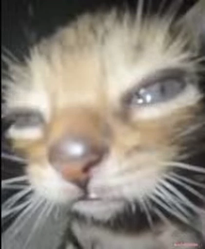😶 Стикер «lil pussy» для Telegram