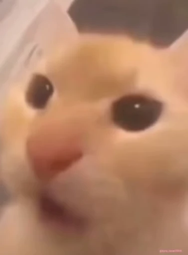😨 Стикер «lil pussy» для Telegram