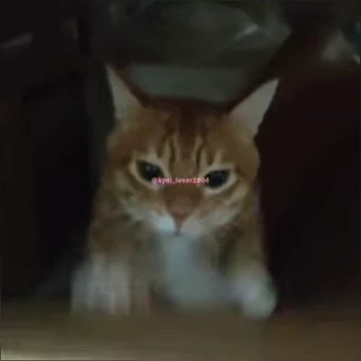 📦 Стикер «lil pussy» для Telegram