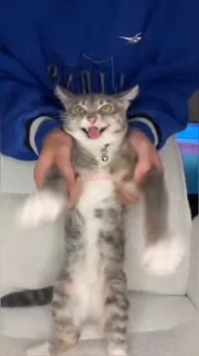 😡 Стикер «lil pussy» для Telegram