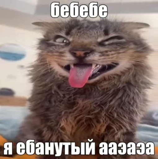 🤪 Стикер «lil pussy» для Telegram