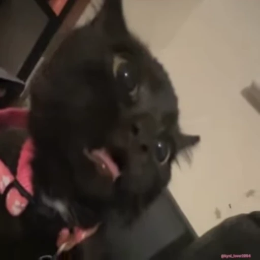 😧 Стикер «lil pussy» для Telegram