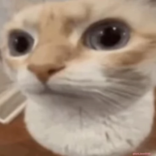 😳 Стикер «lil pussy» для Telegram