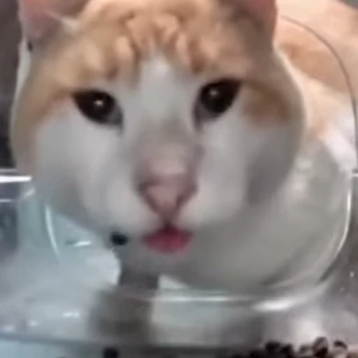 😨 Стикер «lil pussy» для Telegram