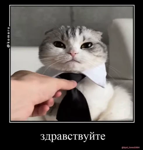 👋 Стикер «lil pussy» для Telegram