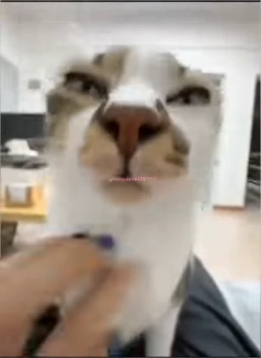 😌 Стикер «lil pussy» для Telegram