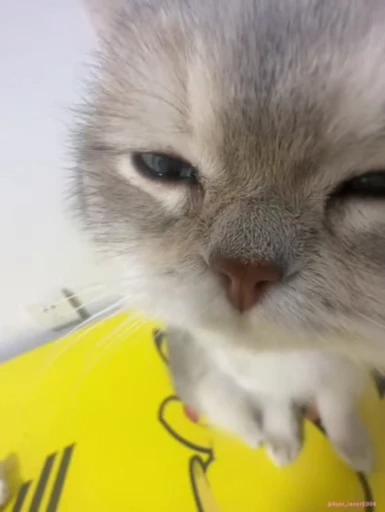 😌 Стикер «lil pussy» для Telegram