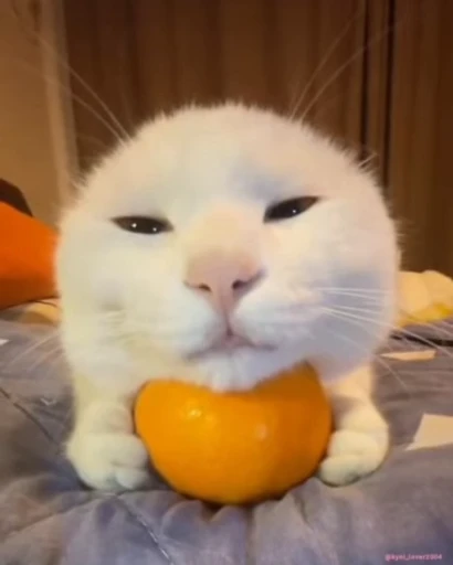 😌 Стикер «lil pussy» для Telegram