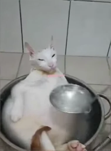 🥵 Стикер «lil pussy» для Telegram