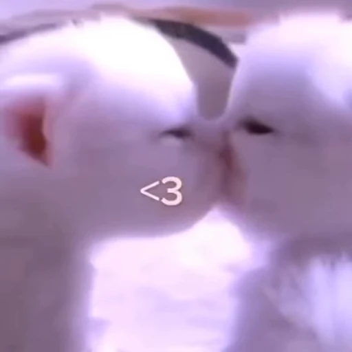 😘 Стикер «lil pussy» для Telegram
