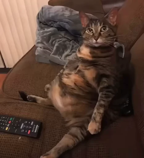 🤨 Стикер «lil pussy» для Telegram