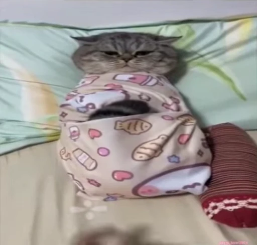 🥰 Стикер «lil pussy» для Telegram