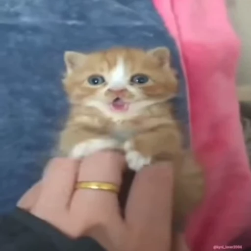 😳 Стикер «lil pussy» для Telegram